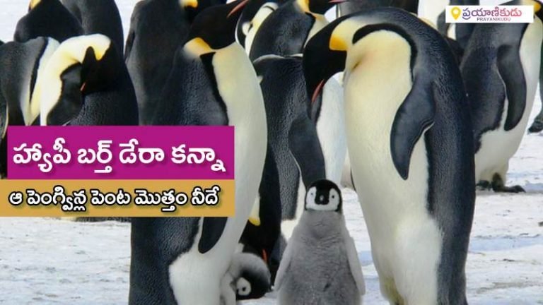 అంటార్కిటికా : 70 శాతం మంచినీరు ఇక్కడే ఉంది…రాత్రి సూరీడు…పగలు  చీకటి | Antarctica : 15 Facts With Amazing Photos