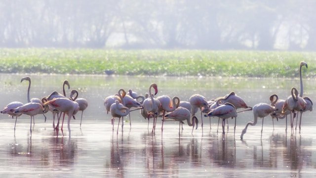 a group of flamingos standing in water