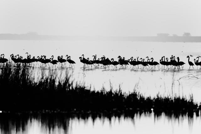 Flamingo festival 2025 Sullurpeta Andhra Pradesh (1)