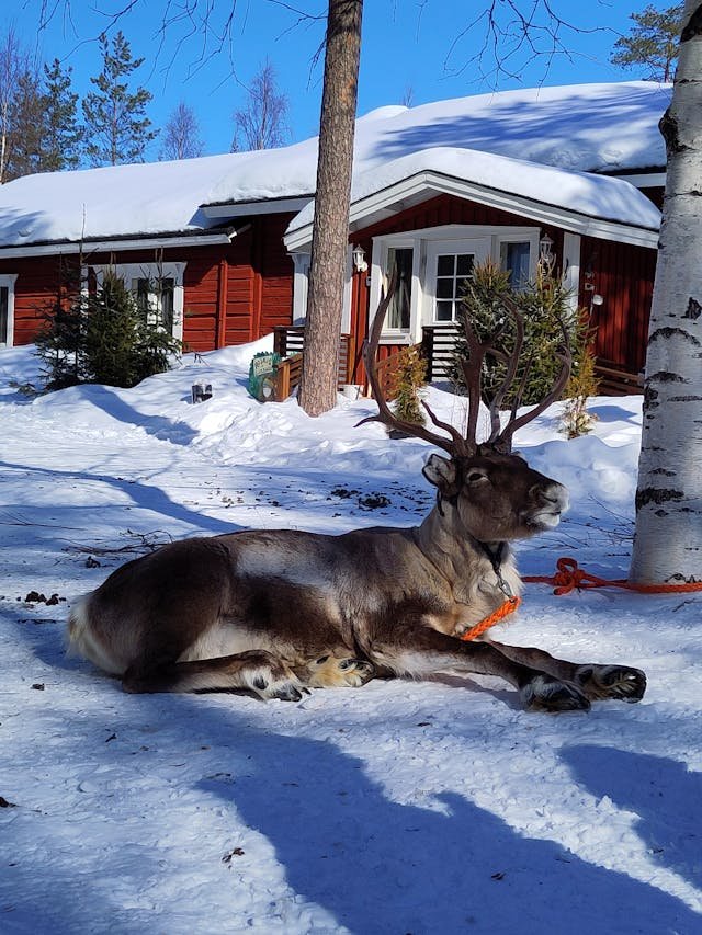 ఇక్కడ క్రిస్మస్ తాతతో ఫోటో దిగవచ్చ | Santa Claus Village 8 Reindeer in In Rovaniemi