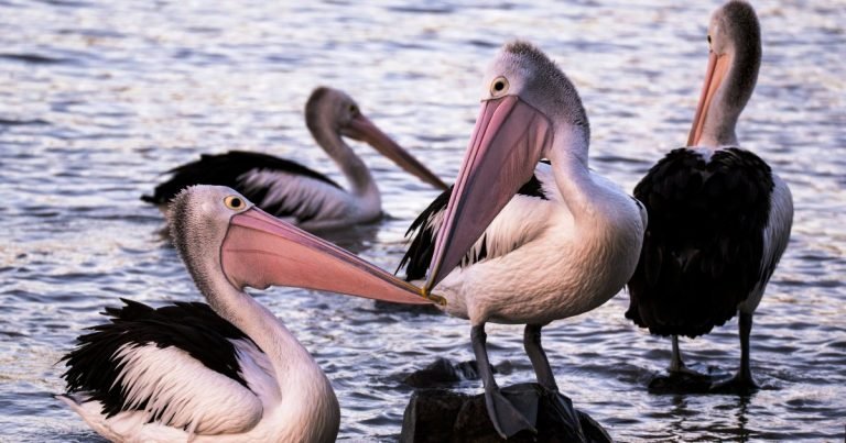 Flamingo Festival 2025 At Nelapattu Bird Sancturay