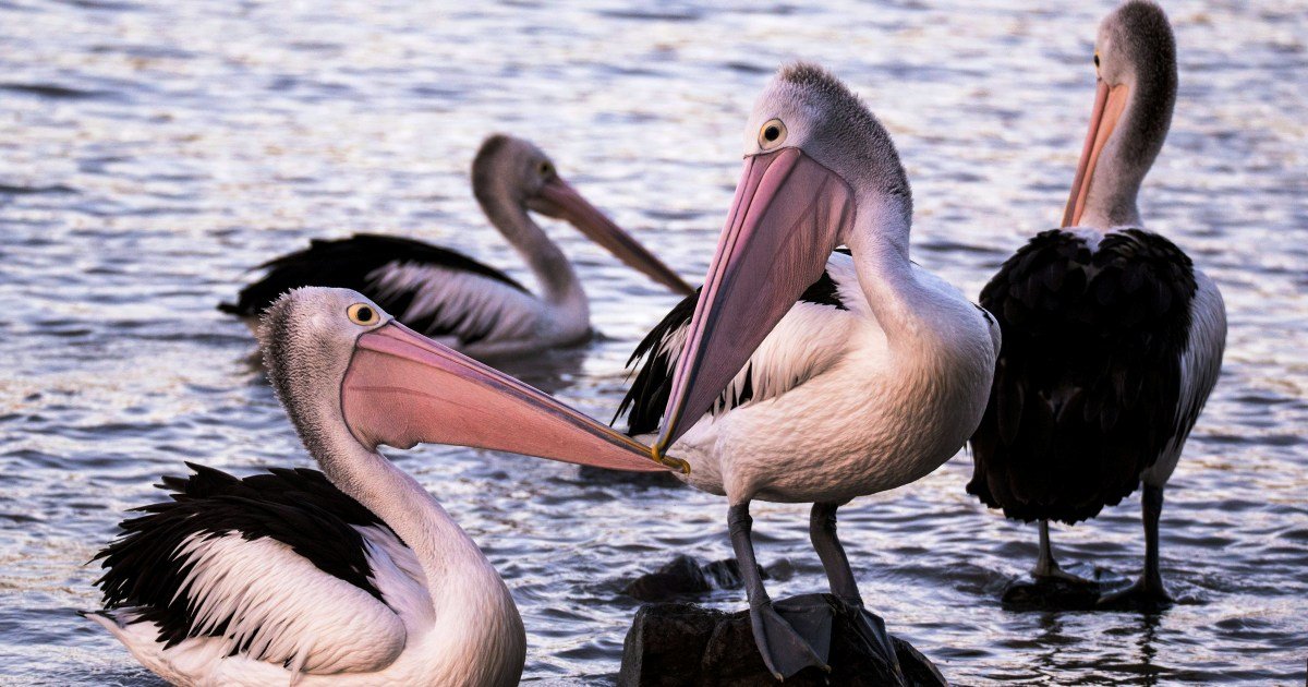 Flamingo Festival 2025 At Nelapattu Bird Sancturay