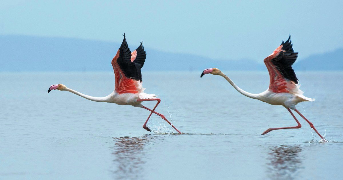 Flamingo Festival 2025 at nelapattu