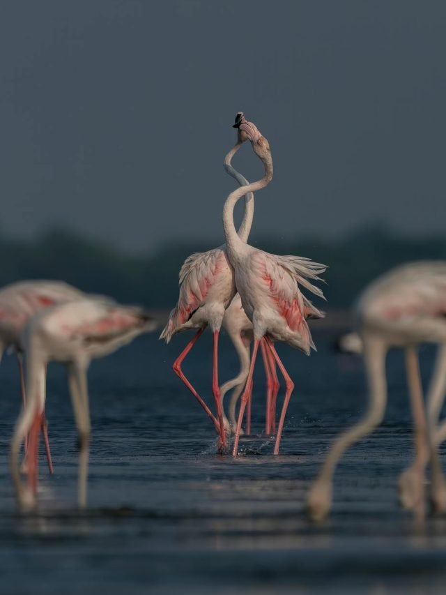 Flamingo Festival 2025: తిరుపతి దగ్గర్లో విదేశీ విహంగాల సందడి చూద్దామా