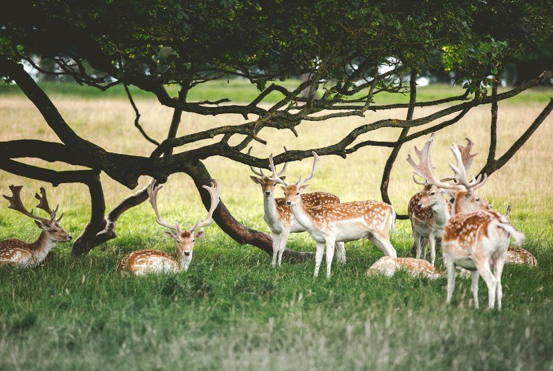 mrugavani Deers in Parks