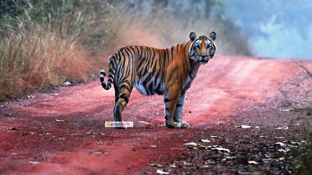 Tiger in Amrabad Tiger Reserve