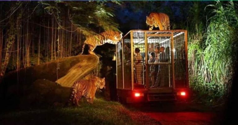 night safari