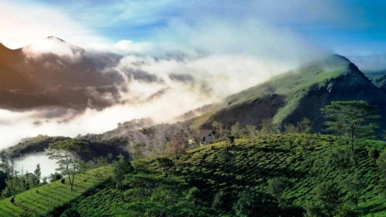 Munnar Guide