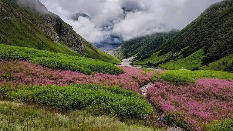 Valley of Flowers : వ్యాలీ ఆఫ్ ఫ్లవర్స్.. పూల లోకంలో విహారం.. జూలైలో తప్పక చూడాల్సిన ప్లేసులివే !