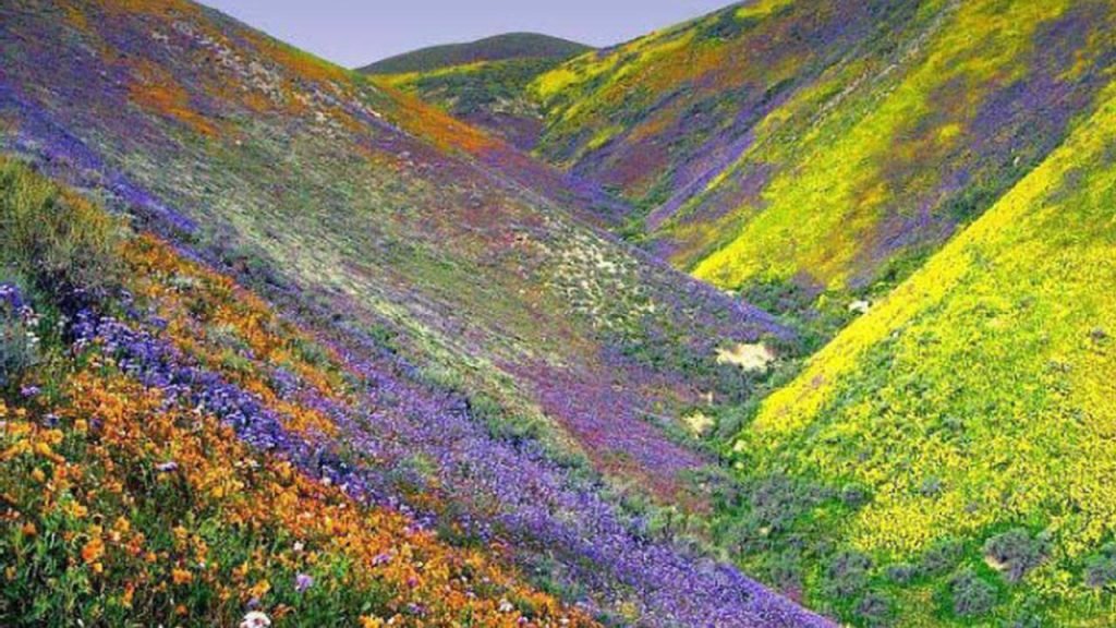 Valley of Flowers : వ్యాలీ ఆఫ్ ఫ్లవర్స్.. పూల లోకంలో విహారం.. జూలైలో తప్పక చూడాల్సిన ప్లేసులివే ! 2 Prayanikudu