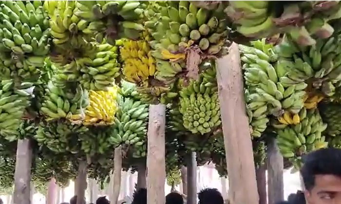 Banana Festival : కోరిక తీరాలంటే ఆ దేవుడికి అరటి గెల సమర్పించాల్సిందే.. 150ఏళ్లుగా విచిత్రమైన ఆచారం