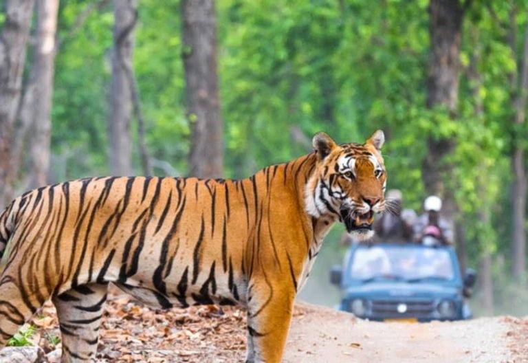 Dussehra Tour: మొబైల్ స్క్రీన్‌కు బైబై.. 5 గంటల్లో హైదరాబాద్ నుండి పారిపోండి.. నెమళ్లు, చిరుతపులుల మధ్య ఎంజాయ్ చేయండి