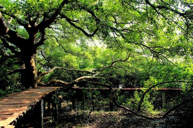 Kakinada Tourism : కాకినాడ సరౌండింగ్స్‌లో 5 అద్భుతమైన టూరిస్ట్ ప్లేసెస్.. తప్పక చూడాల్సిన బీచ్‌లు ఇవే