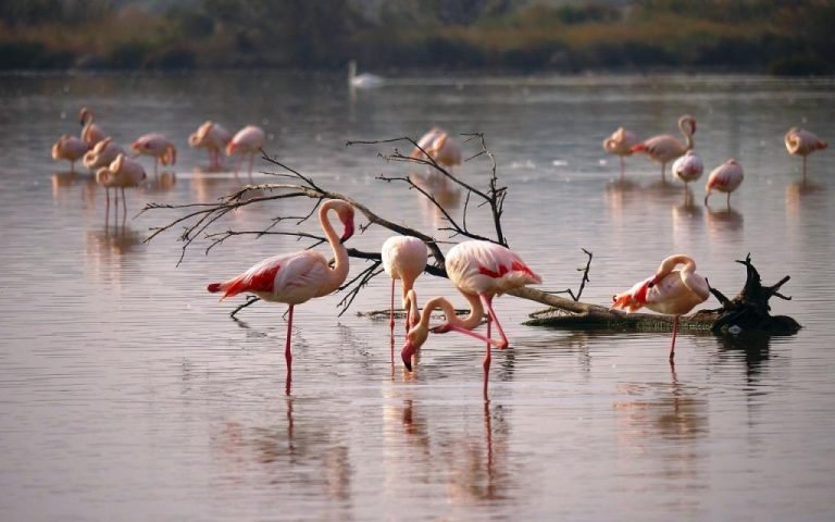 AP Flamingo Festival 2026 January at Nelapattu Bird Sanctuary with migratory flamingos at Pulicat Lake