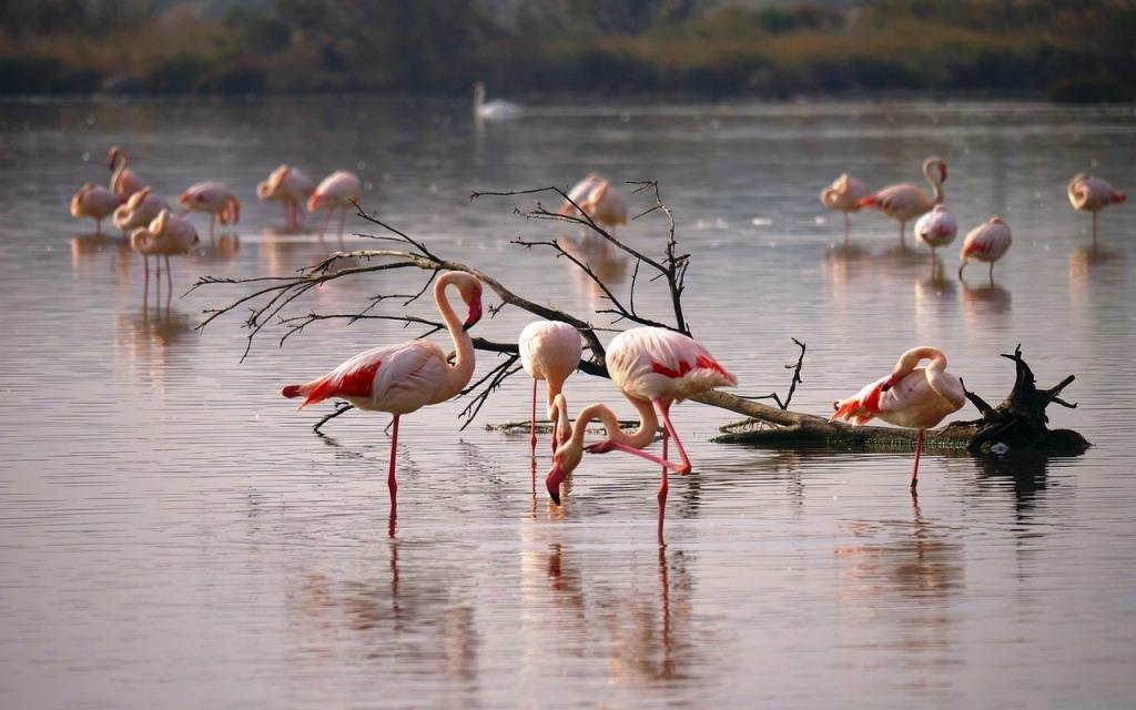 AP Flamingo Festival 2026 January at Nelapattu Bird Sanctuary with migratory flamingos at Pulicat Lake