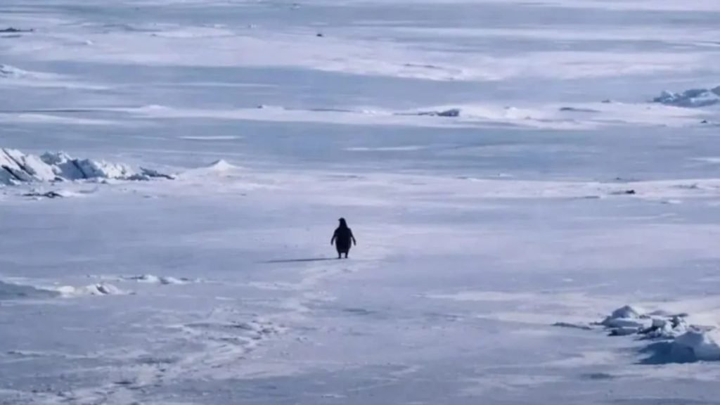 Nihilist Penguin : బ్రతుకే అగమ్యం అని నేర్పే ప్రయాణికుడు ఈ నిహిలిస్ట్ పెంగ్విన్ 2 Nihilist Penguin