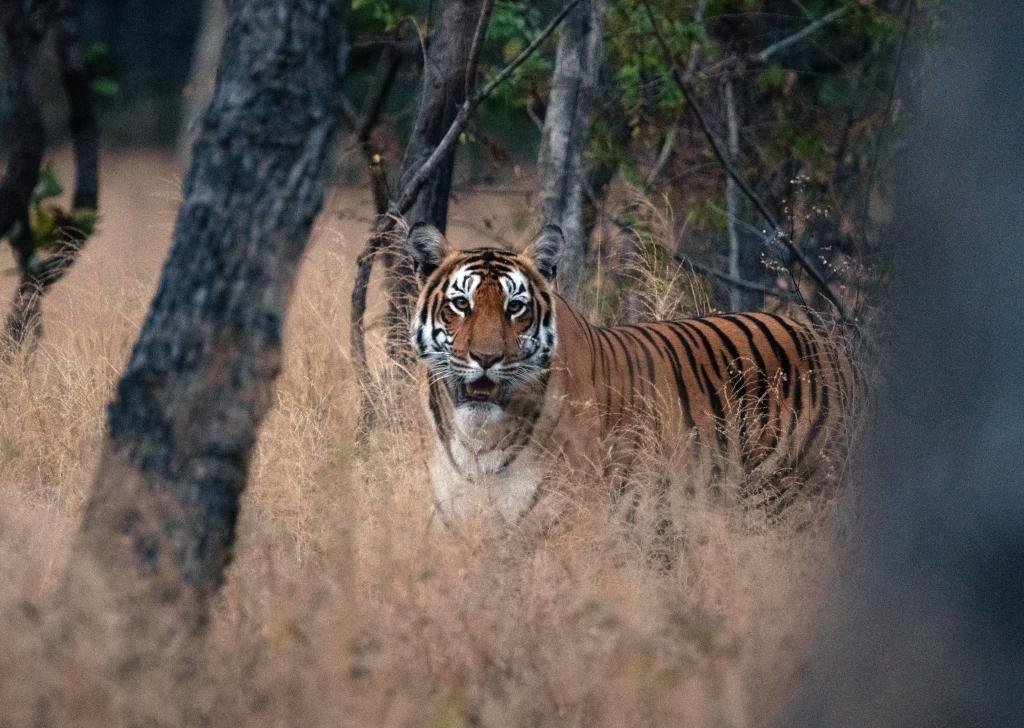 Amrabad Tiger Reserve లో అడవి జీవితానికి కొత్త ఊపిరి…విత్ సఫారీ 4 Amrabad Tiger Reserve