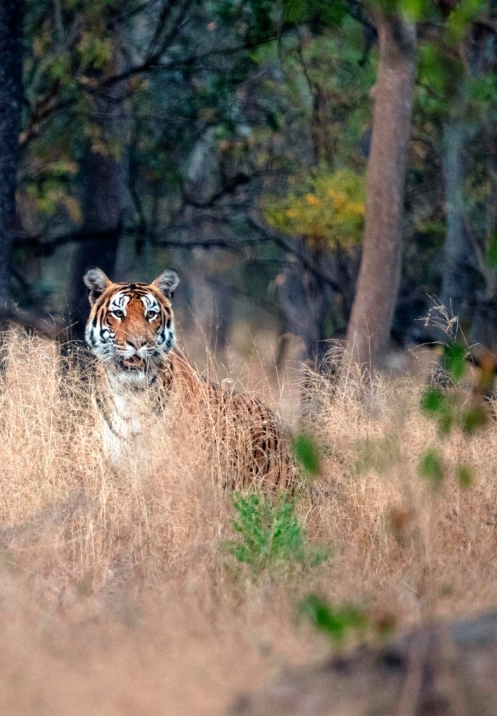 Amrabad Tiger Reserve లో అడవి జీవితానికి కొత్త ఊపిరి…విత్ సఫారీ 2 Amrabad Tiger Reserve