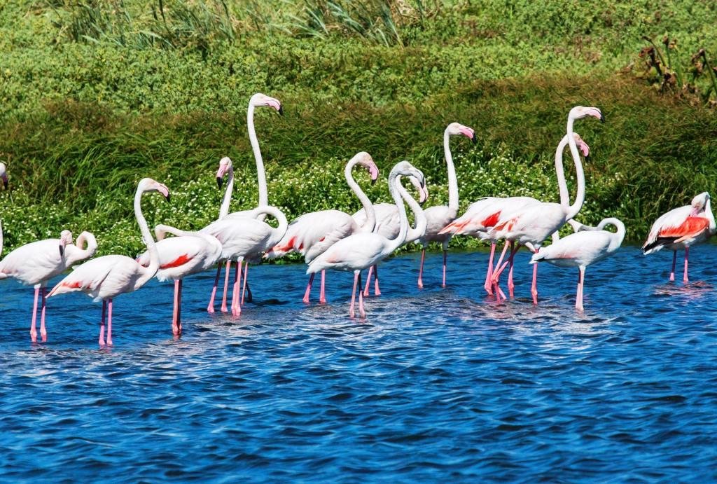 ఈ సంక్రాంతికి బర్డ్స్ & భక్తి కాంబినేషన్ ట్రై చేయండి | Flamingo Festival 2026 – TTD Combo Tour 2 Flamingo Festival 2026 – TTD Combo Tour