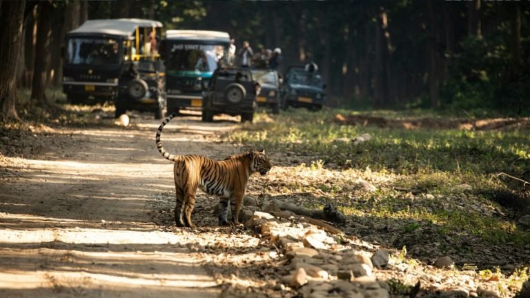 corbett tiger chase