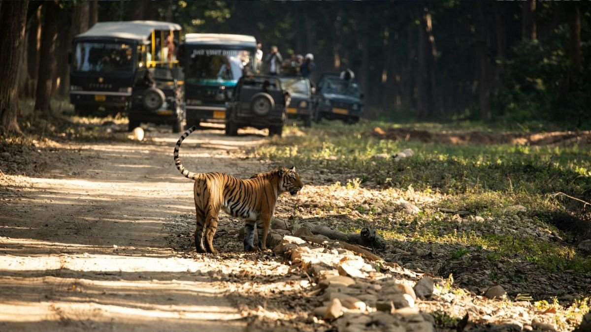 corbett tiger chase