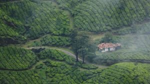 Munnar Summer Trip