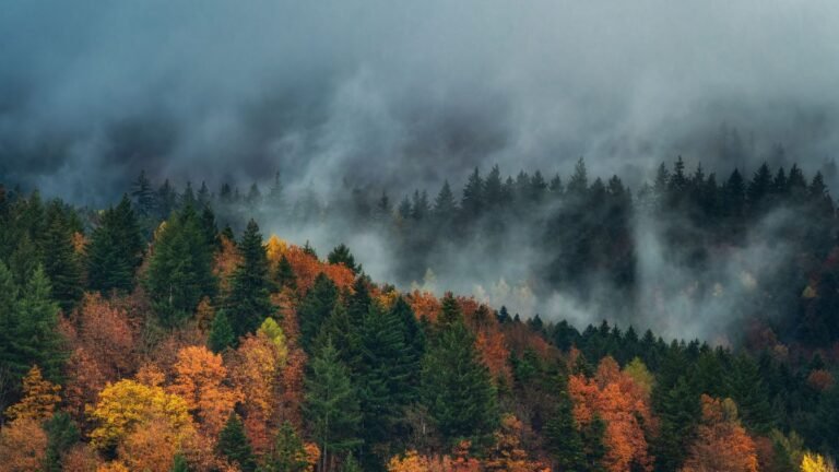 Black Forest