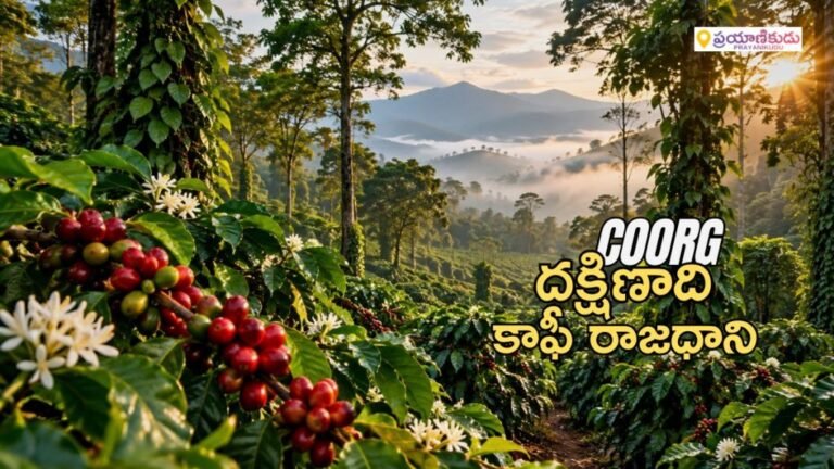 coorg coffee
