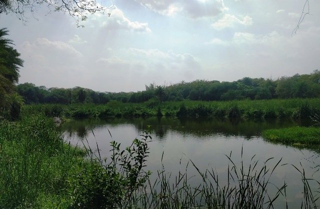 నేలపట్టు బర్డ్ శాంక్చువరీ ( Nelapattu Bird Sanctuary ) అనేది తిరుపతిలోని నాయుడుపేట సూళ్లూరుపేట మధ్యలో జాతీయ రహాదారికి చేరువలో వందల ఎకరాల విస్తీర్ణంలో ఉంది. 