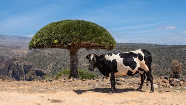 8.Socotra Island, Yemen : యెమెన్‌లో ఉన్న అందమైన డెస్టినేషన్స్‌లో సోకోట్రా ఐలాండ్ కూడా ఒకటి. ఇక్కడి చెట్ల నుంచి ల్యాండ్ స్కేప్ వరకు అన్నీ కూడా ఏలియన్ల మూవీలో చూసినట్టు డిఫరెంట్‌గా ఉంటాయి