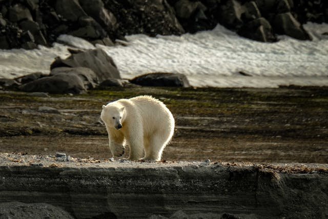 5. Svalbard, Norway : ధృవపు ఎలుగుబంట్లను ( Polar Bear ) చూడాలంటే మనం ఆంటార్కిటికా, అర్కిటిక్ వెళ్లే అవసరం లేదు...నార్వే వెళ్లినా సరిపోతుంది. 