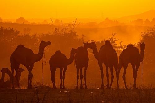 Pushkar, Rajasthan : రాజస్థాన్‌లోని పుష్కర్‌లో కొన్ని చోట్ల  ప్రత్యేక వేడుకలు జరుగుతాయి. వాటిని చూడటానికి మీరు వెళ్లవచ్చు